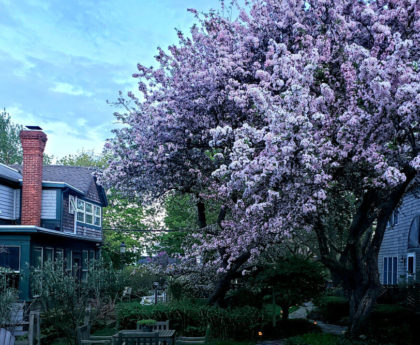 apple tree in bloom in between two wood houses with flagstone walkway, wooden benches and table on one side